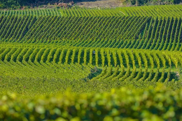 Champagne wijngaarden Sermiers in het Franse departement Marne — Stockfoto