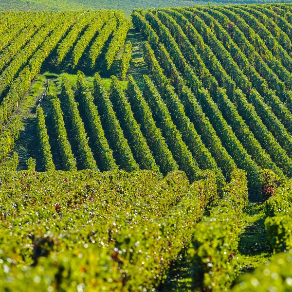 Champagne wijngaarden Sermiers in het Franse departement Marne — Stockfoto