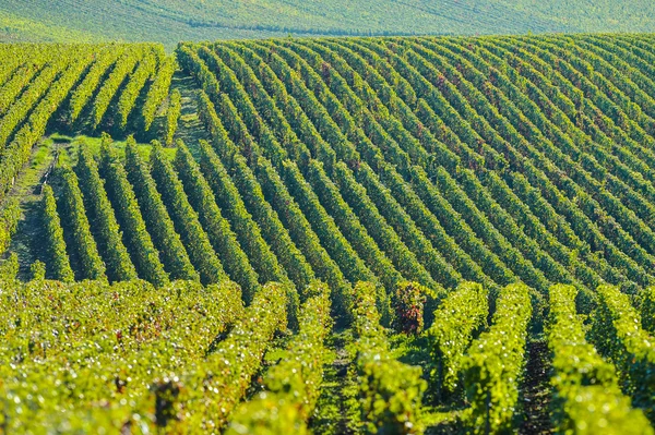 Champagne wijngaarden Sermiers in het Franse departement Marne — Stockfoto
