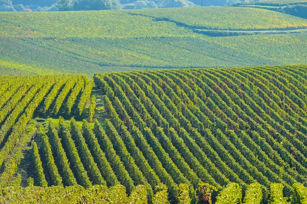 Champagne vigneti Sermiers nel dipartimento della Marna, Francia — Foto Stock