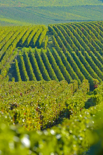 Champagne wijngaarden Sermiers in het Franse departement Marne — Stockfoto