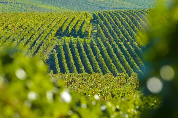 Champagne vineyards Sermiers in Marne department, France — Stock Photo, Image