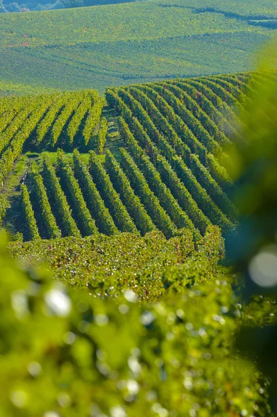 Champagne vineyards Sermiers in Marne department, France