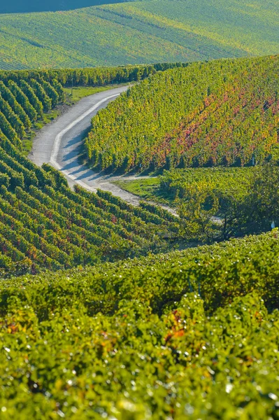 Champagnes vingårdar Sermiers i departementet Marne, Frankrike — Stockfoto