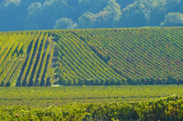 Champagne wijngaarden Sermiers in het Franse departement Marne — Stockfoto