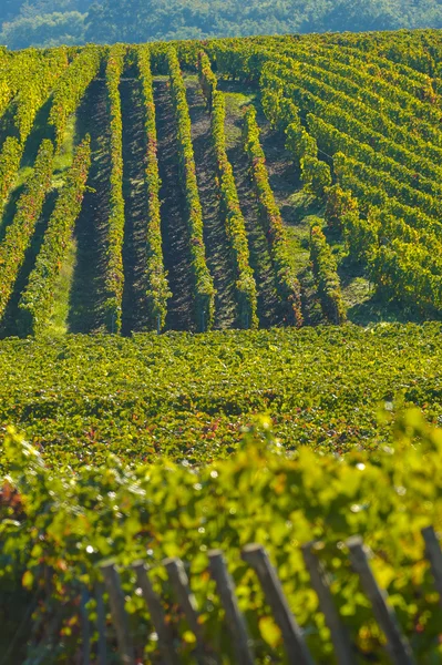 Champagne vineyards Sermiers in Marne department, France — Stock Photo, Image