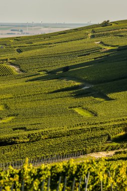 Şampanya üzüm bağları Cuis Marne bölümü, Fransa