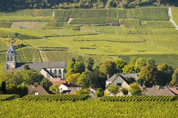 Šampaňské vinice Cuis départementu Marne, Francie — Stock fotografie