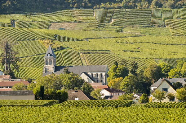 シャンパーニュのブドウ畑 Cuis 部マルヌ、フランス — ストック写真
