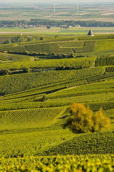 Champagne wijngaarden Cuis in het Franse departement Marne — Stockfoto