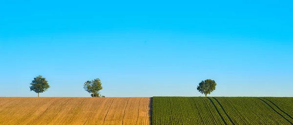 Grüne Bäume auf einem Feld am blauen Himmel, Champagner, Frankreich — Stockfoto