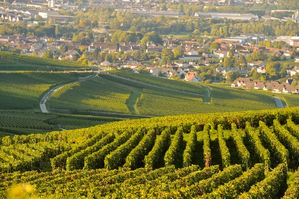 Champagne vineyards in Marne department, France — Stock Photo, Image