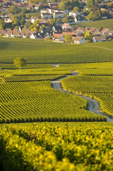 Wijngaarden van de Champagne in het Franse departement Marne — Stockfoto