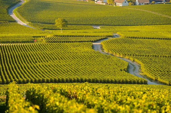 Šampaňským vinicemi départementu Marne, Francie — Stock fotografie