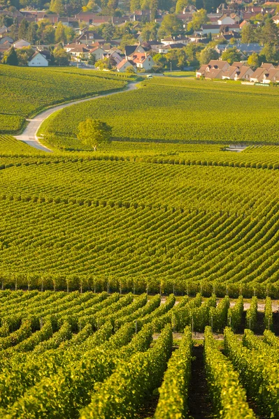 Šampaňským vinicemi départementu Marne, Francie — Stock fotografie