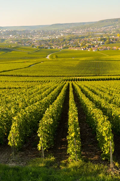 Champagne vineyards in Marne department, France