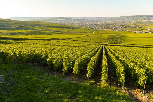 Wijngaarden van de Champagne in het Franse departement Marne — Stockfoto