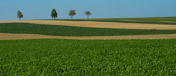 샴페인, 프랑스에 푸른 하늘, 분야에서 녹색 나무 — 스톡 사진