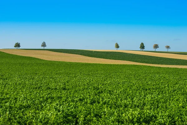 Arbres verts dans un champ sur ciel bleu, Champagne, France — Photo