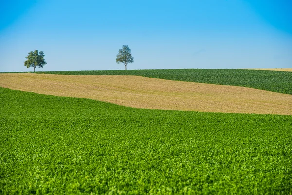 Arbres verts dans un champ sur ciel bleu, Champagne, France — Photo