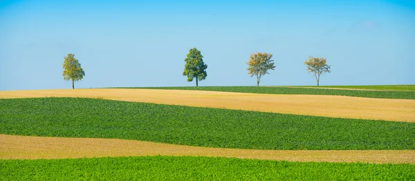 Arbres verts dans un champ sur ciel bleu, Champagne, France — Photo