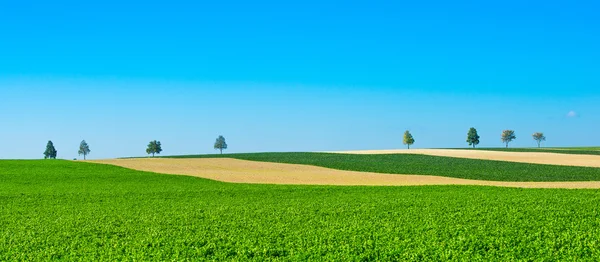 Árvores verdes em campos no céu azul, Champagne, França — Fotografia de Stock