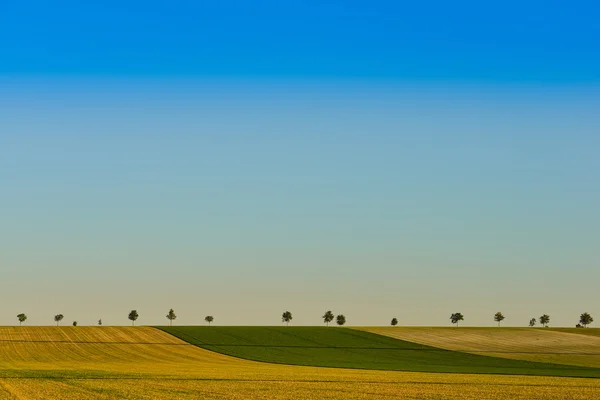 Zöld fák, a mezők, a kék ég, Champagne, Franciaország — Stock Fotó