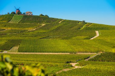 Bağ ve yel değirmeni şampanya bölge Vernezay yakın