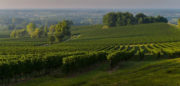 Weinberg Sonnenuntergang Bordeaux Frankreich — Stockfoto