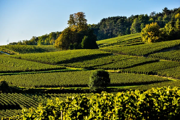 Šampaňské vinice Villedomange départementu Marne, Francie — Stock fotografie