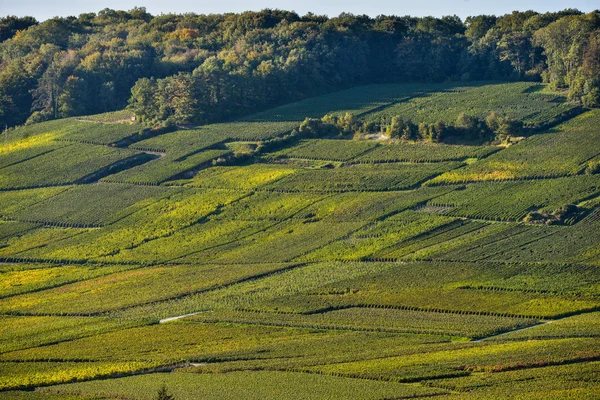 Šampaňské vinice Sermiers départementu Marne, Francie — Stock fotografie