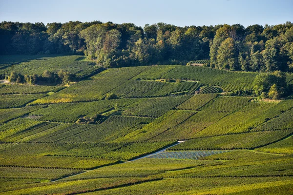 Vinhas de champanhe Sermiers no departamento de Marne, França — Fotografia de Stock