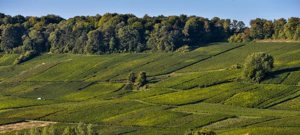 Виноградники Сермье в департаменте Марн, Франция — стоковое фото