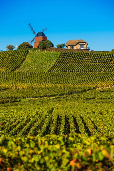 Bağ ve yel değirmeni şampanya bölge Vernezay yakın — Stok fotoğraf