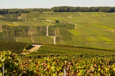 Şampanya üzüm bağları Mancy Marne bölümü, Fransa