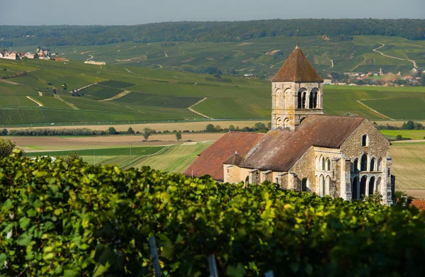 Şampanya üzüm bağları Cuis Marne bölümü, Fransa — Stok fotoğraf
