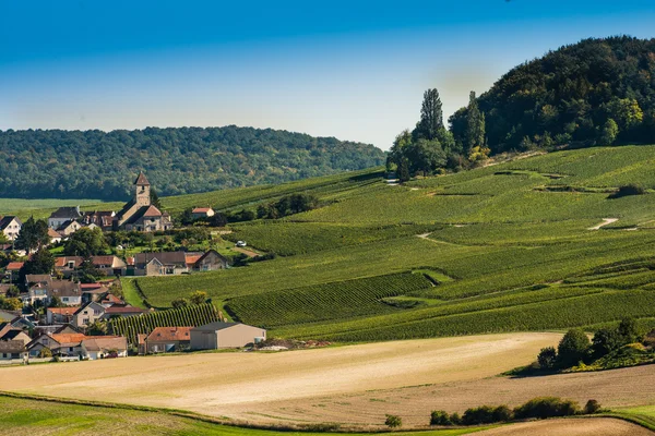 Šampaňské vinice Cuis départementu Marne, Francie — Stock fotografie