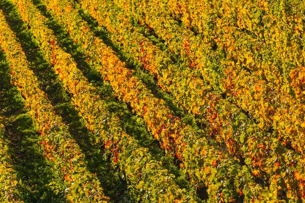 Viñedos de champán Cuis departamento Marne, Francia —  Fotos de Stock