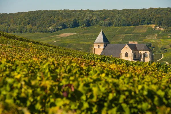 Champagne szőlőültetvények Chavot Courcourt-Marne megyében, Franciaország — Stock Fotó