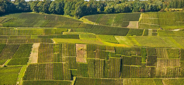 Виноградники Mancy в департаменте Марн, Франция — стоковое фото
