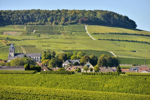 Šampaňským vinicemi Mancy départementu Marne, Francie — Stock fotografie