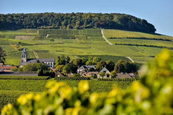 Šampaňským vinicemi Mancy départementu Marne, Francie — Stock fotografie