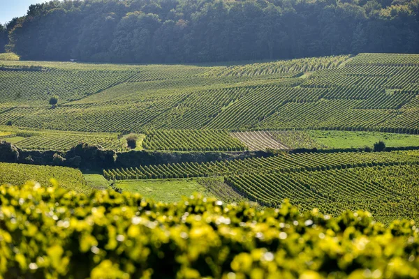 Šampaňským vinicemi Mancy départementu Marne, Francie — Stock fotografie