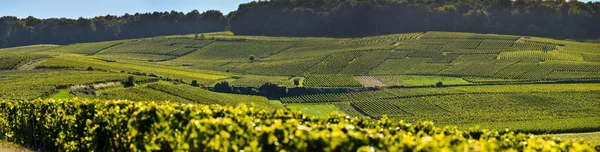 Šampaňským vinicemi Mancy départementu Marne, Francie — Stock fotografie