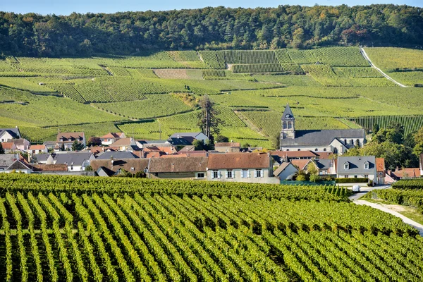 Şampanya üzüm bağları Mancy Marne bölümü, Fransa — Stok fotoğraf