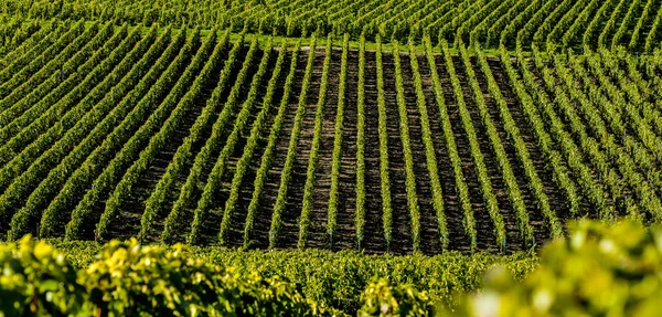 シャンパーニュのブドウ畑 Mancy 部マルヌ、フランス — ストック写真