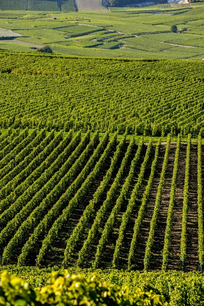 Viñedos de champán Mancy en el departamento de Marne, Francia —  Fotos de Stock