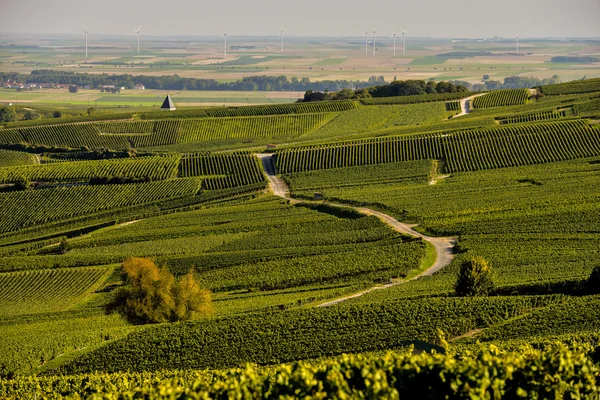 Champagne vineyards in Marne department, France