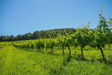 Sunrise Bordeaux bölgede üzüm wineyards üzerinde