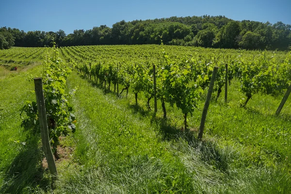 Soluppgång över druva vingårdar i Bordeaux område — Stockfoto